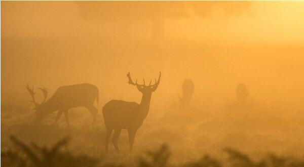 sunrise deer